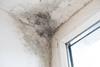 mould